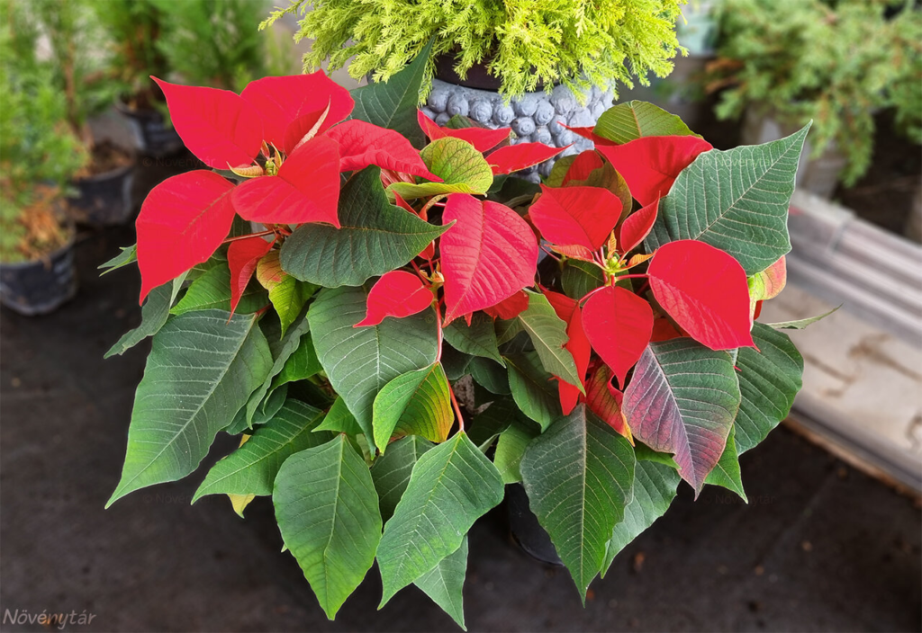 poinsettia care